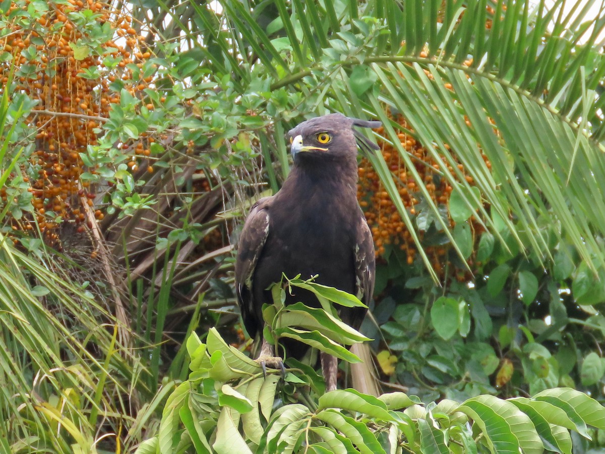 Long-crested Eagle - ML643582137