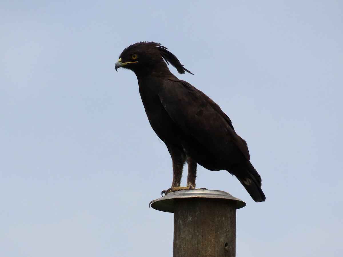 Long-crested Eagle - ML643582138