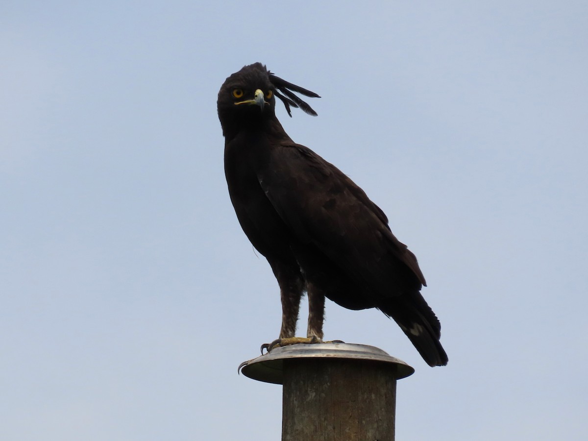 Long-crested Eagle - ML643582139