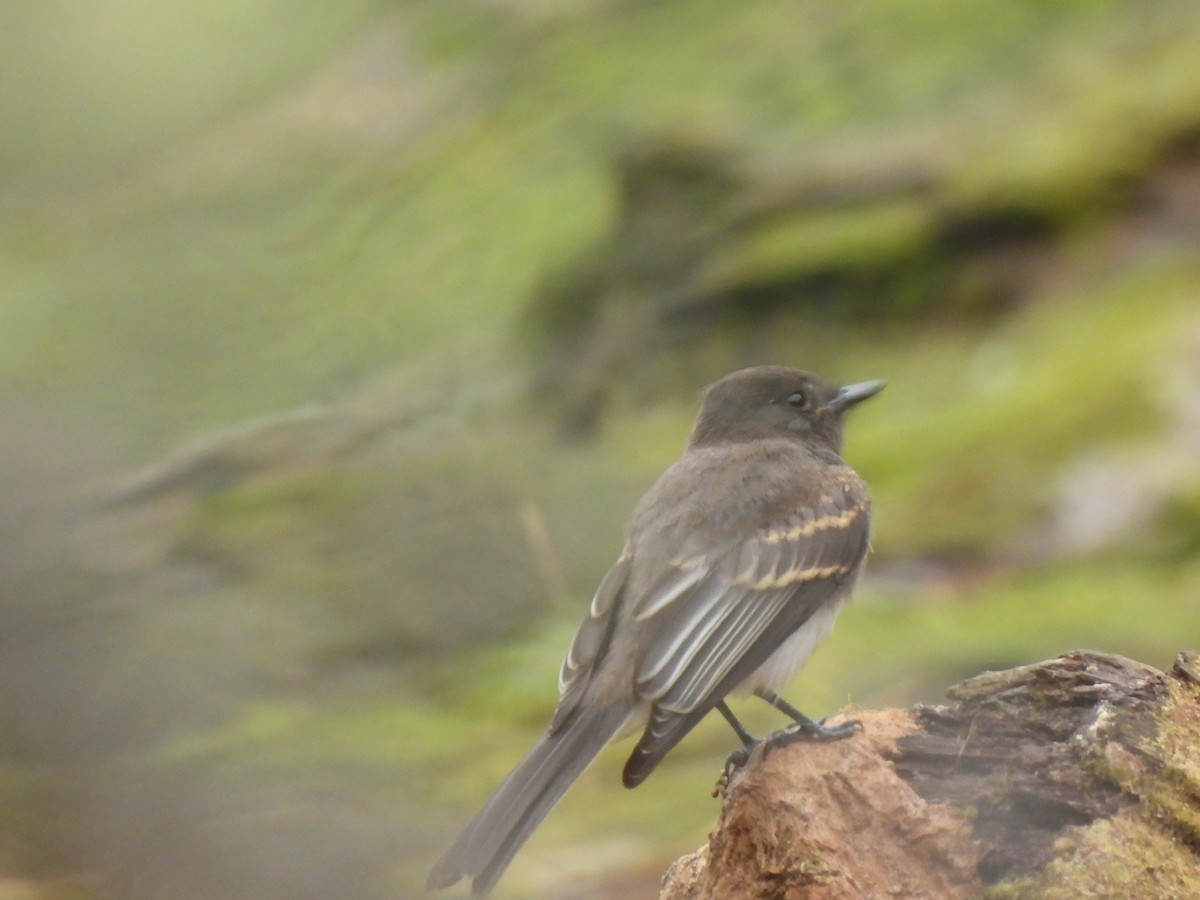 Чёрный фиби - ML643582142