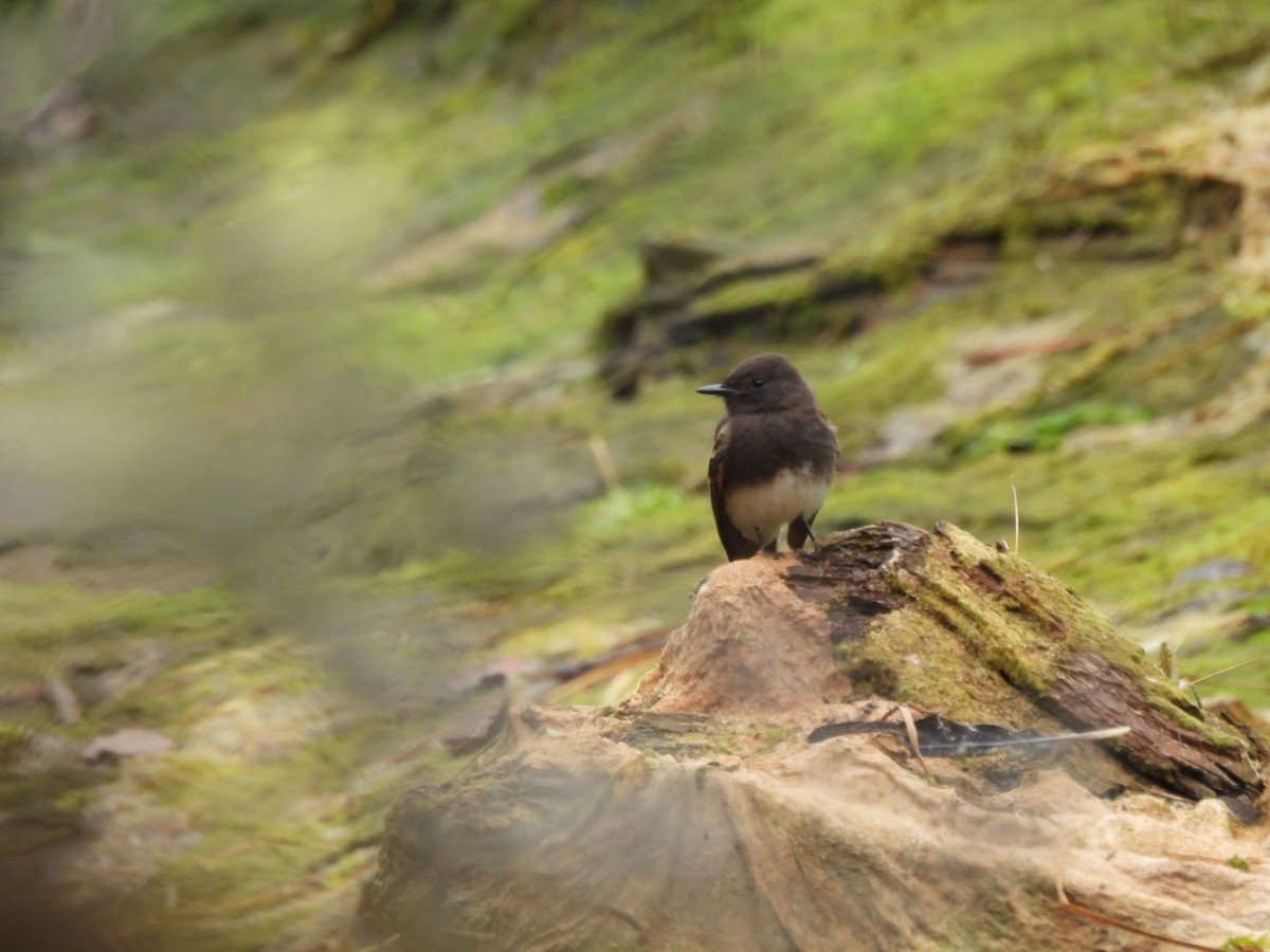 Чёрный фиби - ML643582143