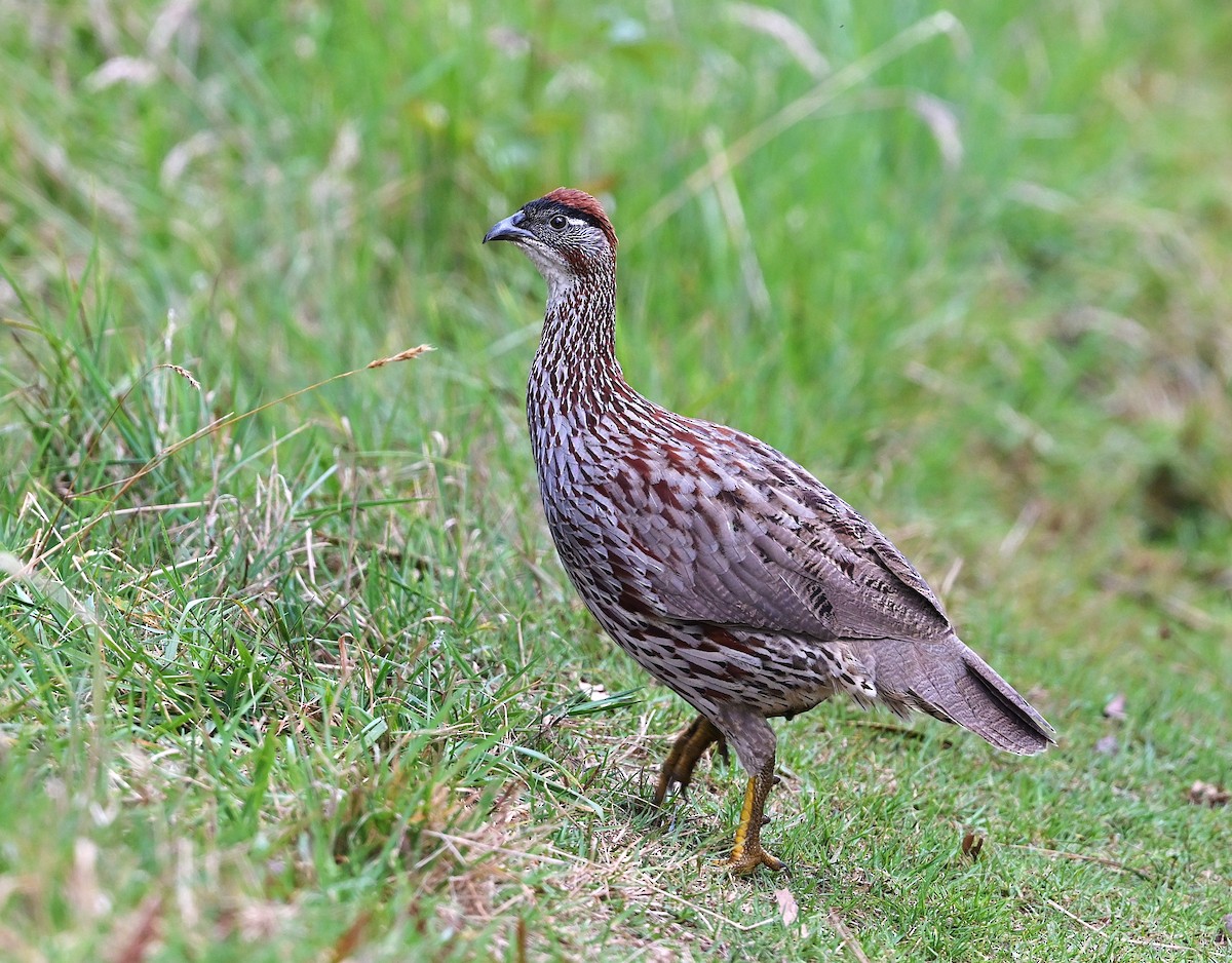 Erckel's Spurfowl - ML643582145