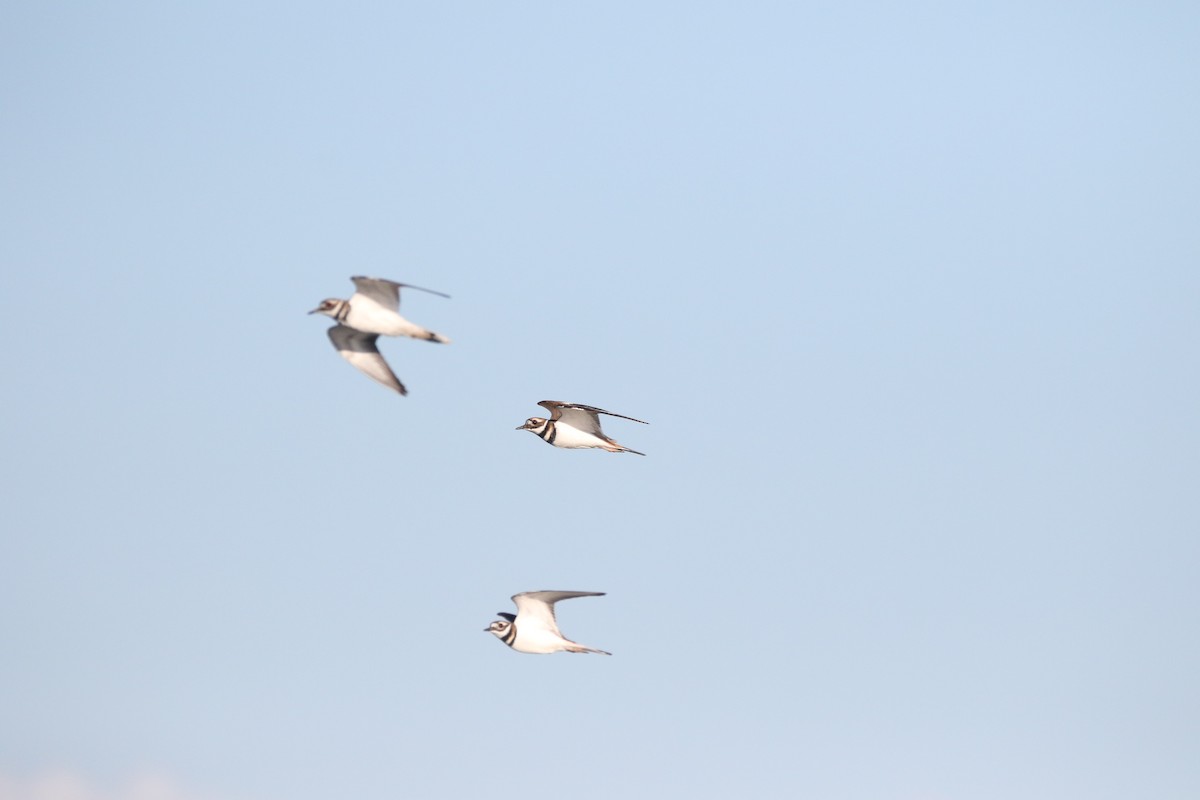 Killdeer - ML643582148