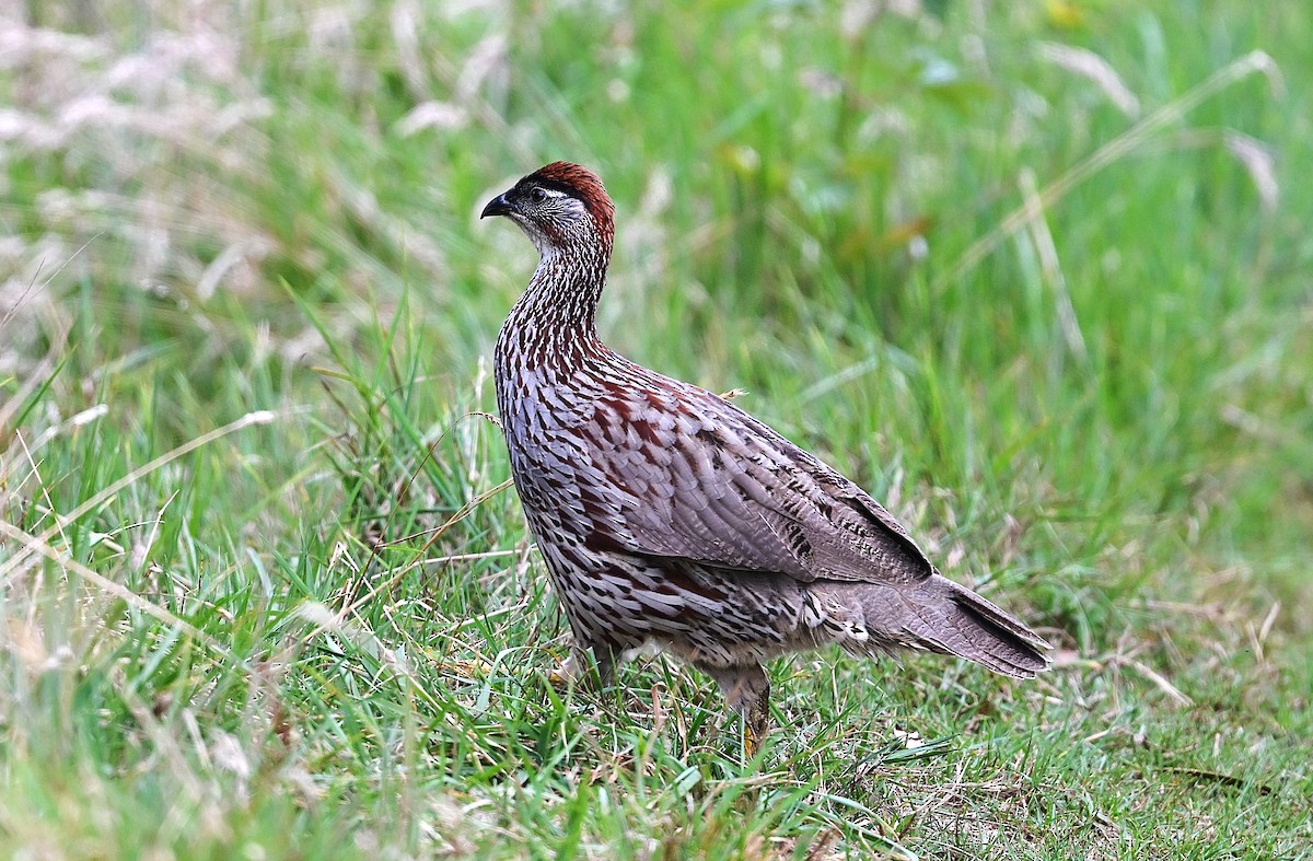 Erckel's Spurfowl - ML643582155