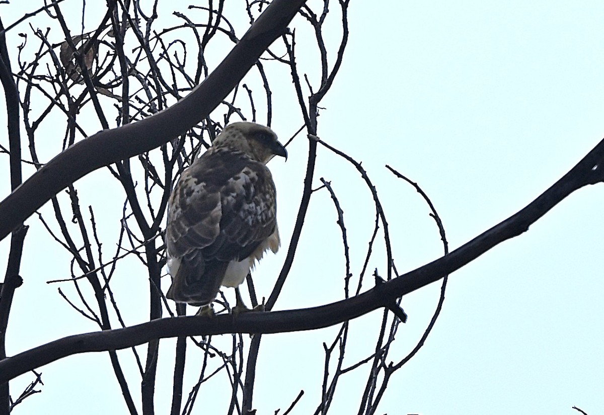 Hawaiian Hawk - ML643582165