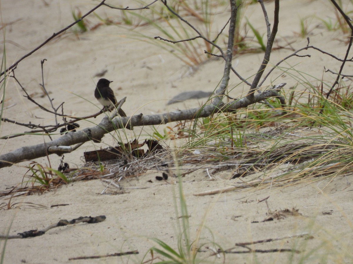 Чёрный фиби - ML643582174