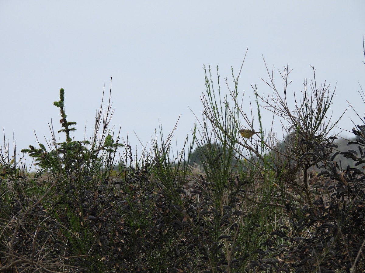 Common Yellowthroat - ML643582183