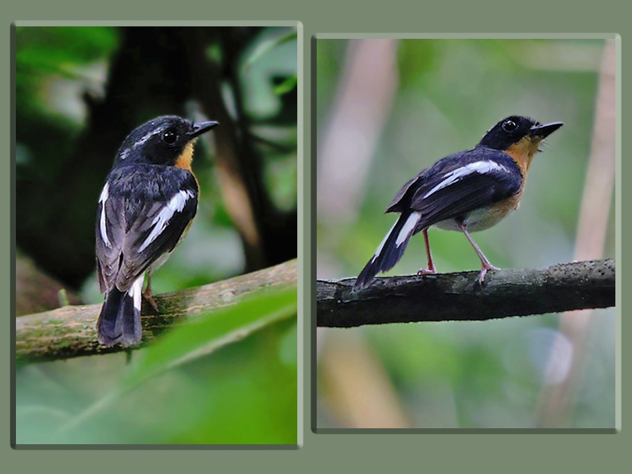 Rufous-chested Flycatcher - ML643582211