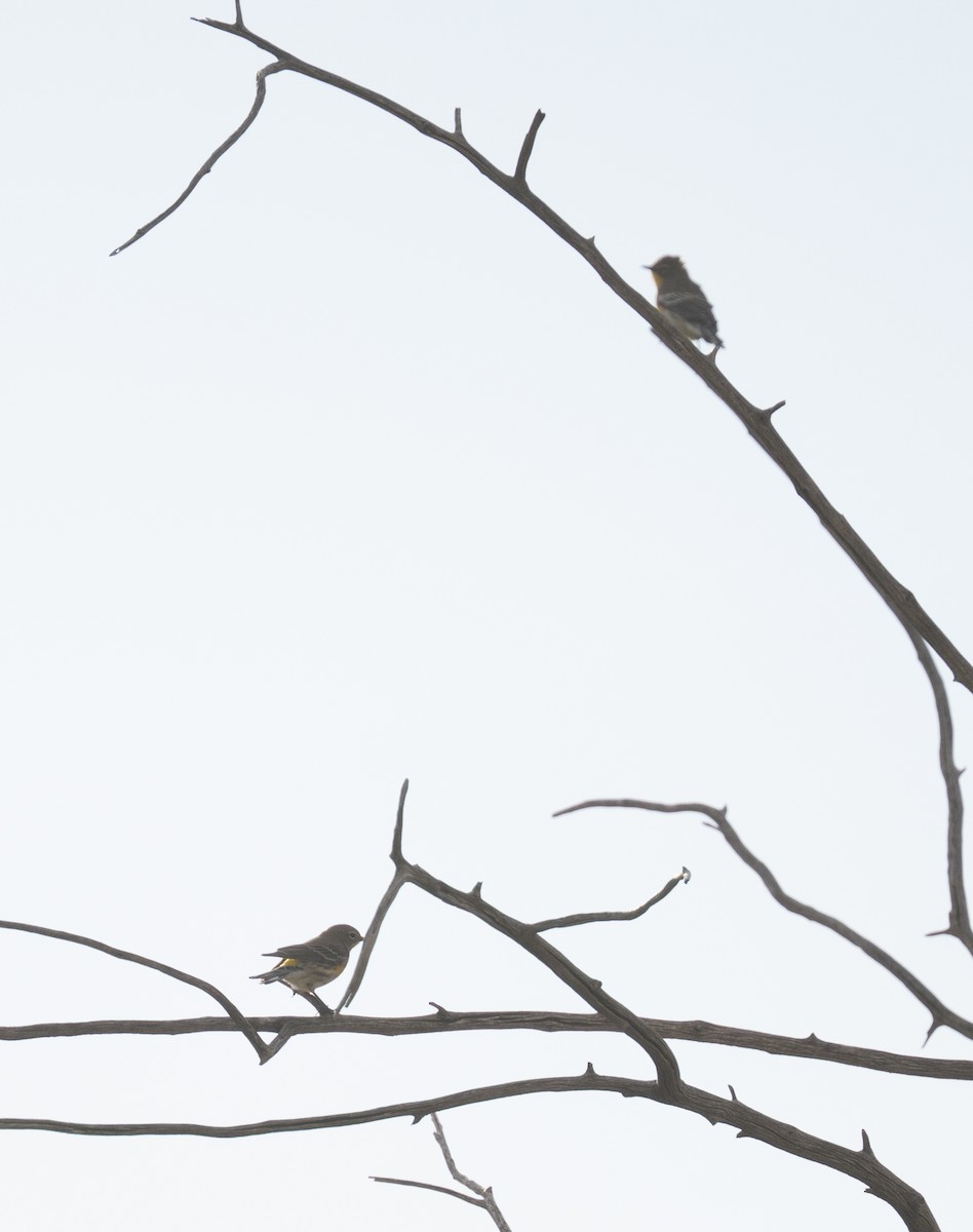 Yellow-rumped Warbler - ML643582215