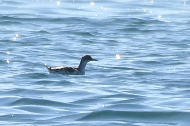 Pigeon Guillemot - ML643582216