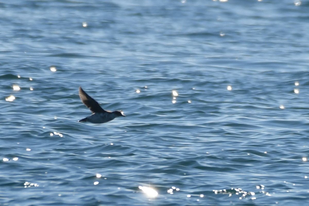 Pigeon Guillemot - ML643582217