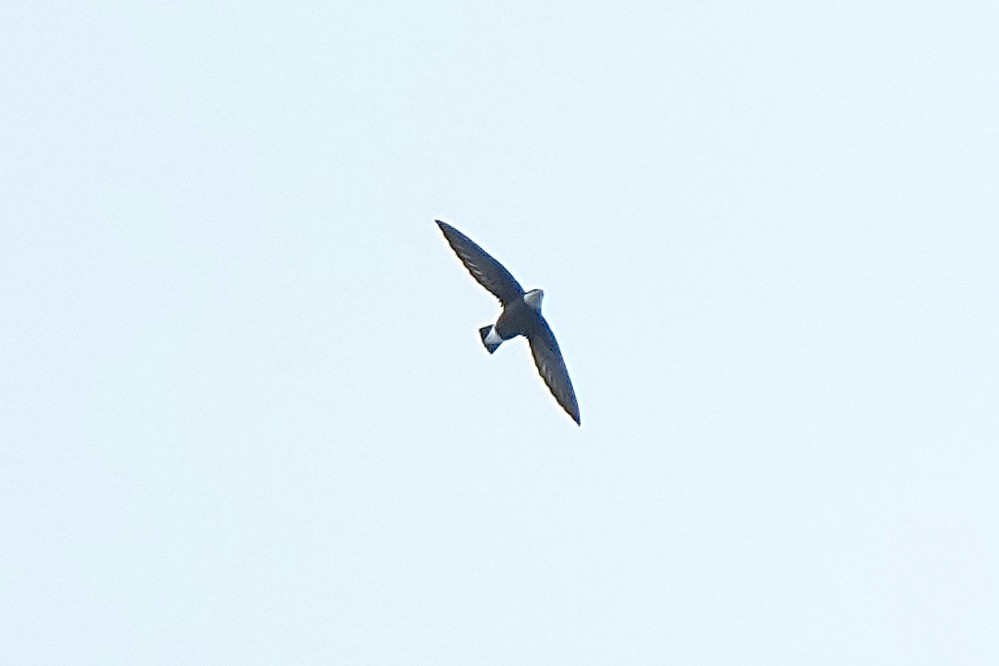 White-throated Needletail - ML643582223