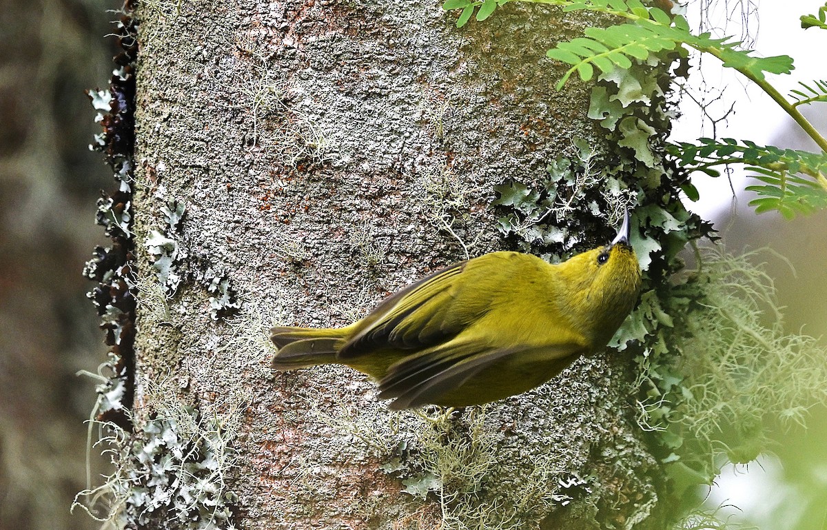 Amakihi familier (virens) - ML643582232