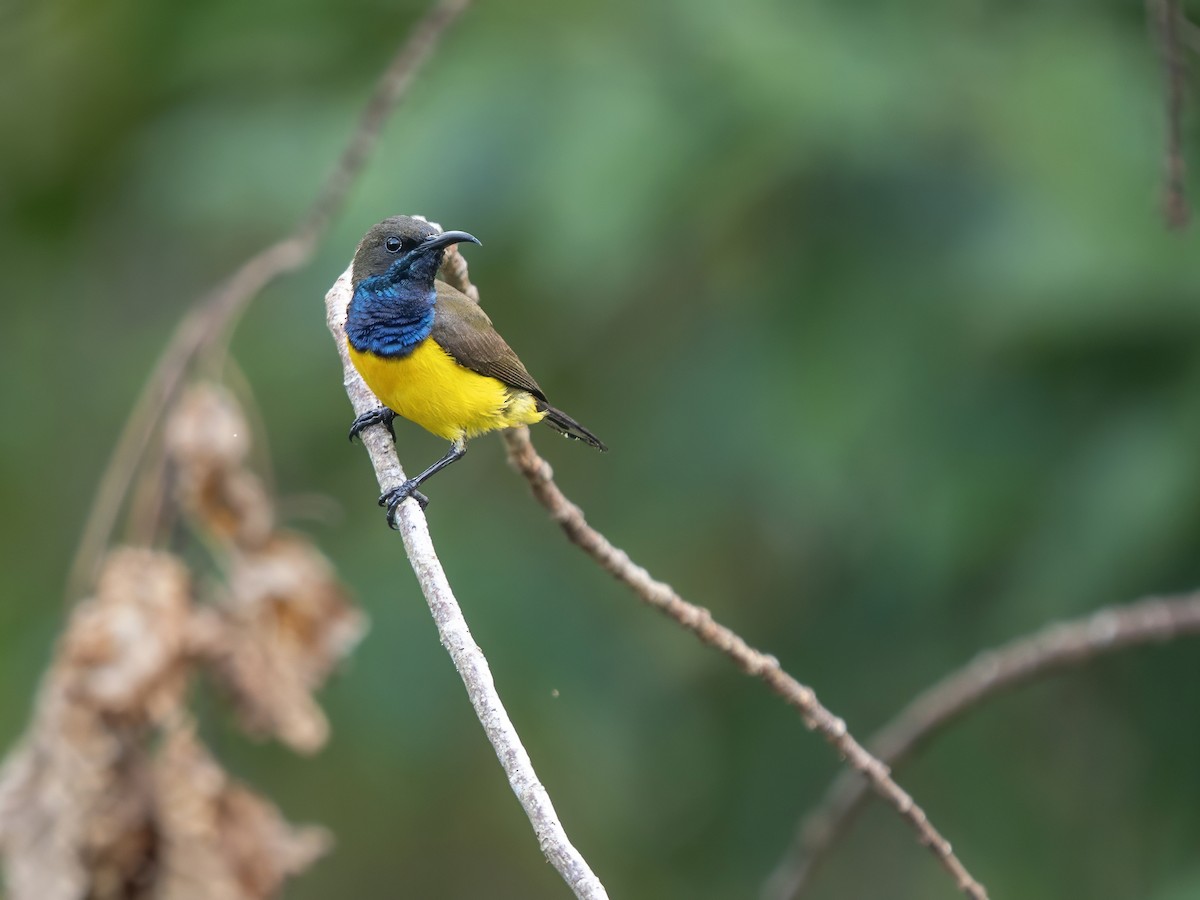 Tukangbesi Sunbird - ML643582241