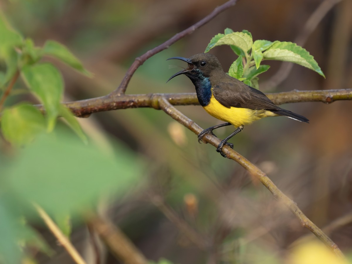 Tukangbesi Sunbird - ML643582242