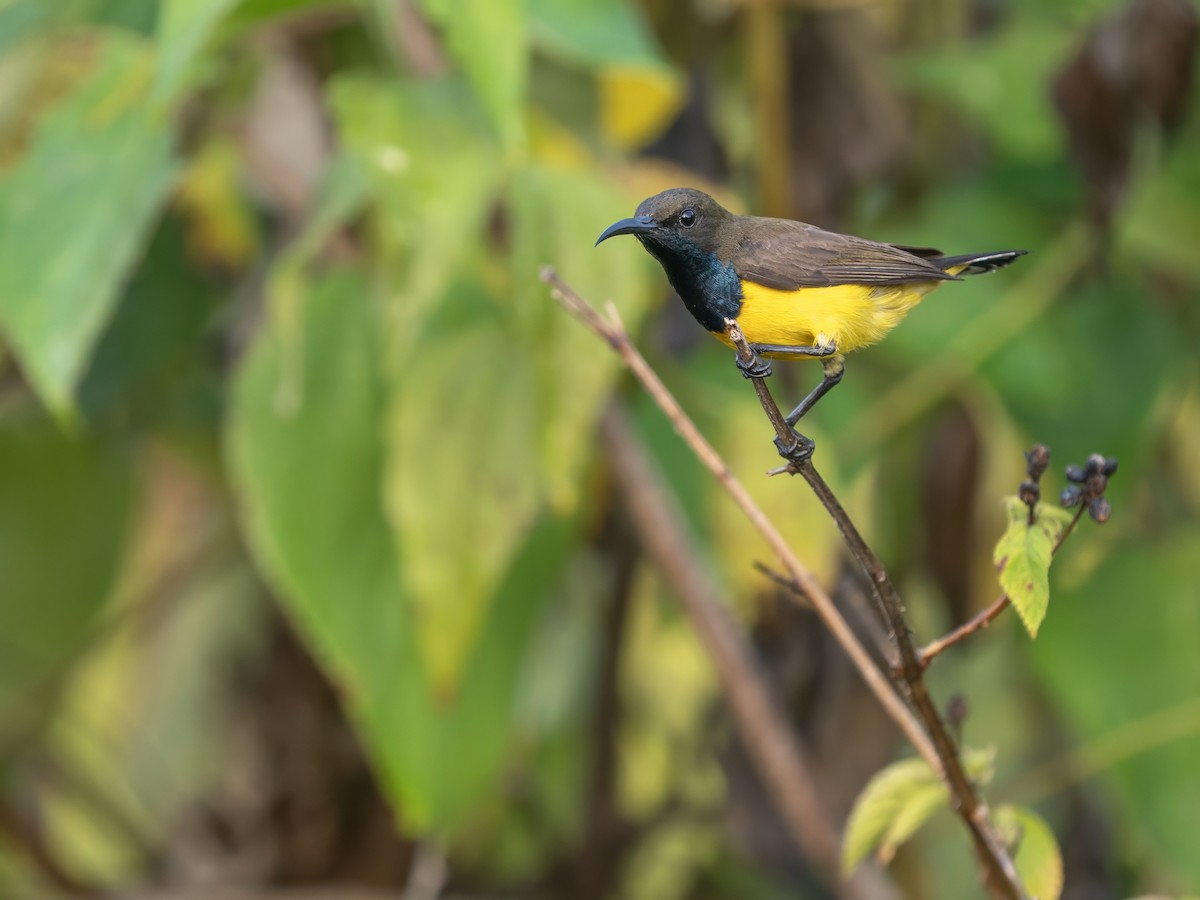 Tukangbesi Sunbird - ML643582243