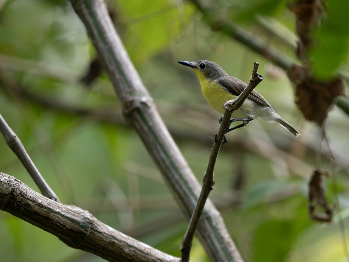 Golden-bellied Gerygone - ML643582262