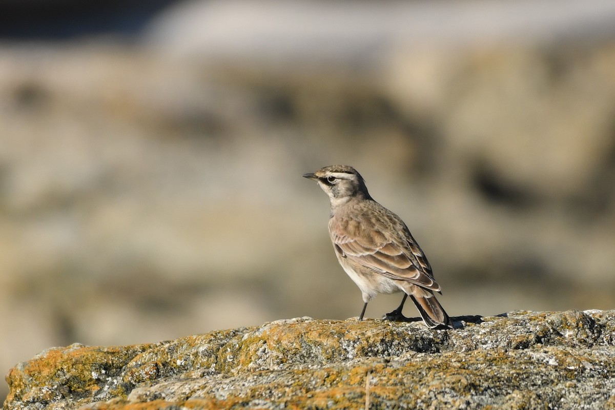 Horned Lark - ML643582263