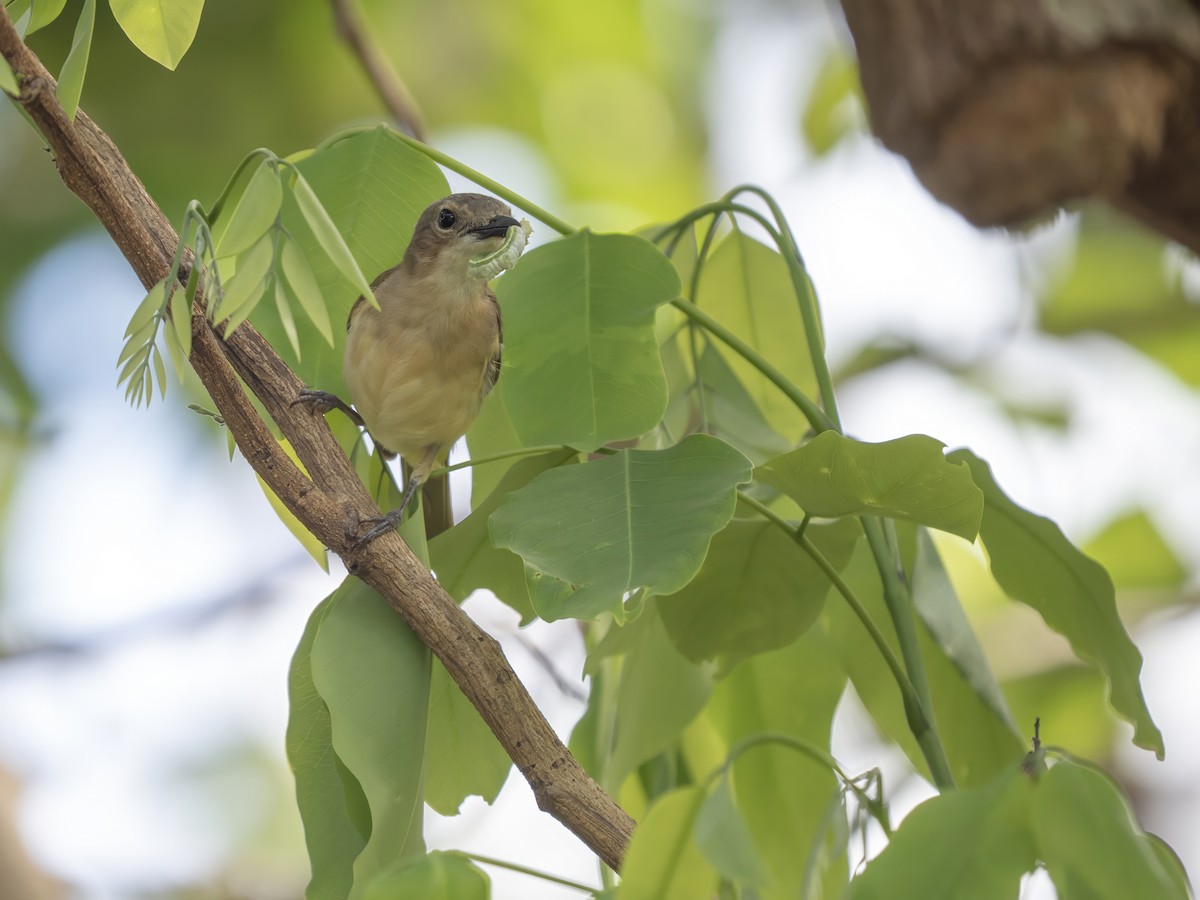 Selayar Whistler - ML643582272