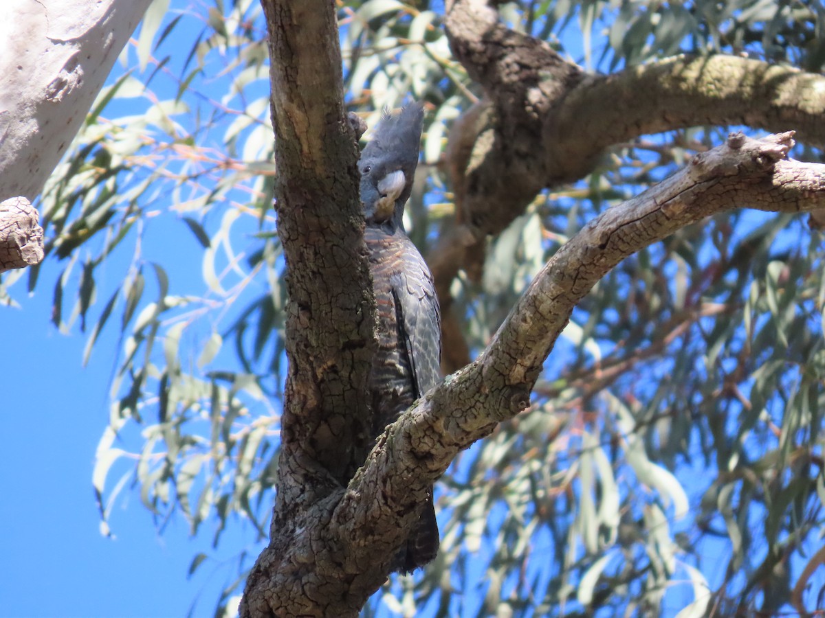 Gang-gang Cockatoo - ML643582274
