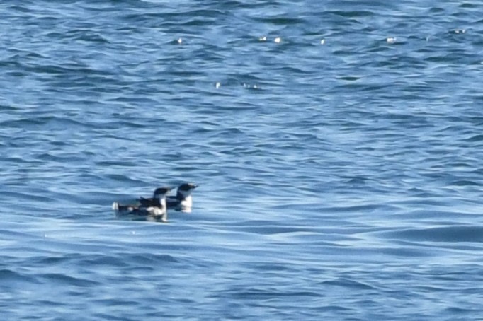 Marbled Murrelet - ML643582299