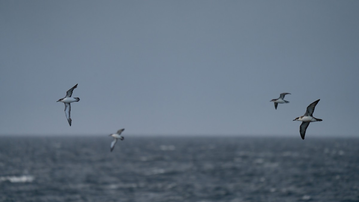 Manx Shearwater - ML643582301