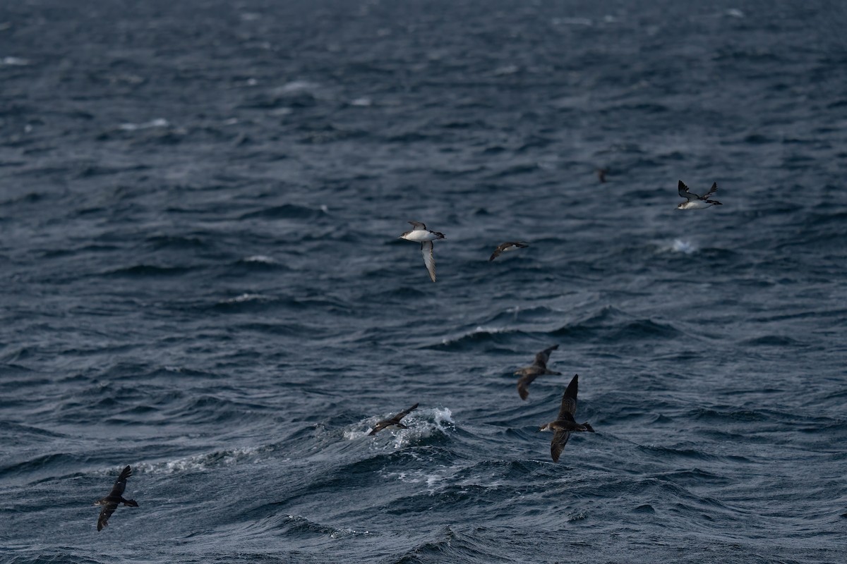 Manx Shearwater - ML643582302