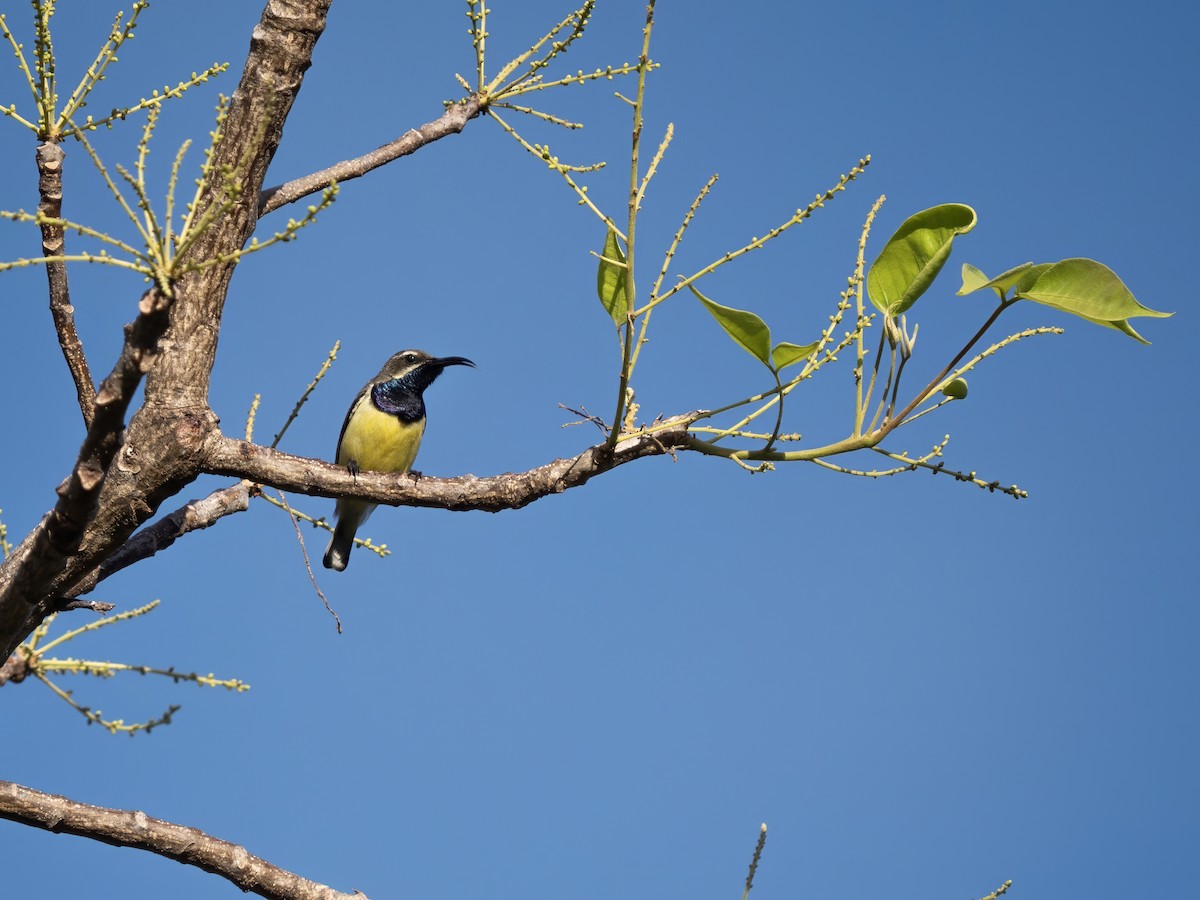Sahul Sunbird - ML643582311