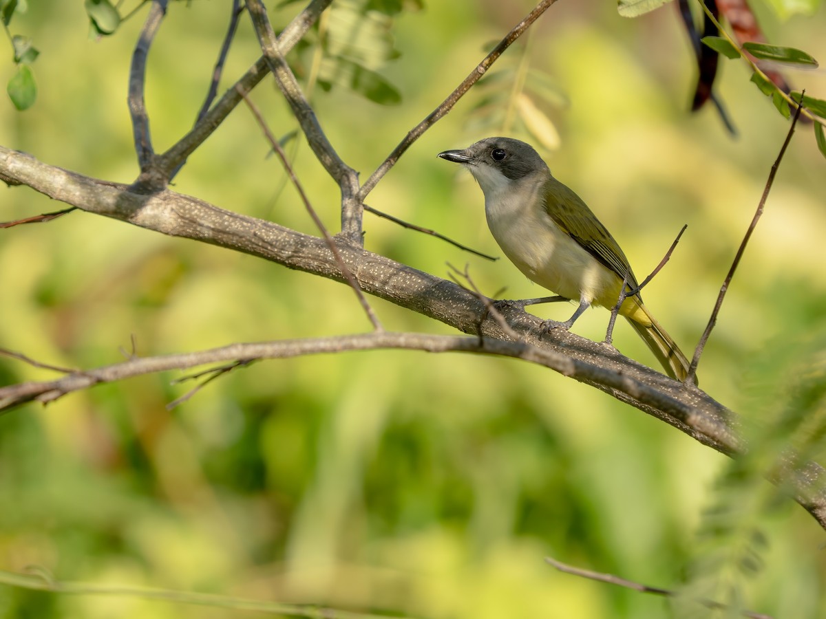 Selayar Whistler - ML643582318