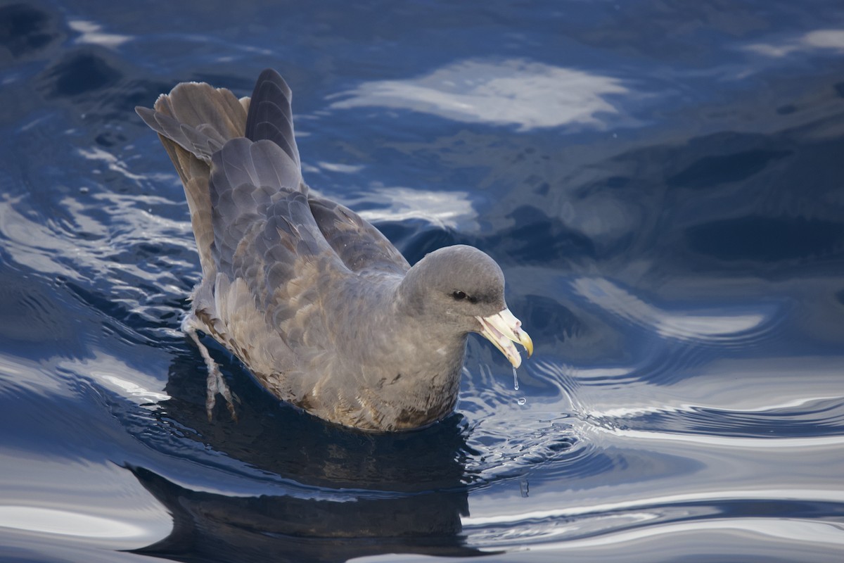 Fulmar Boreal - ML643582319