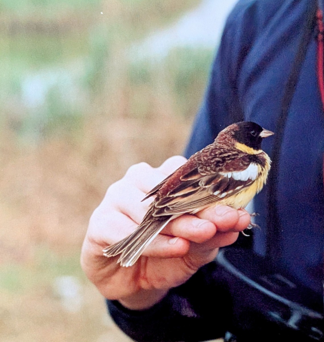Yellow-breasted Bunting - ML643582335