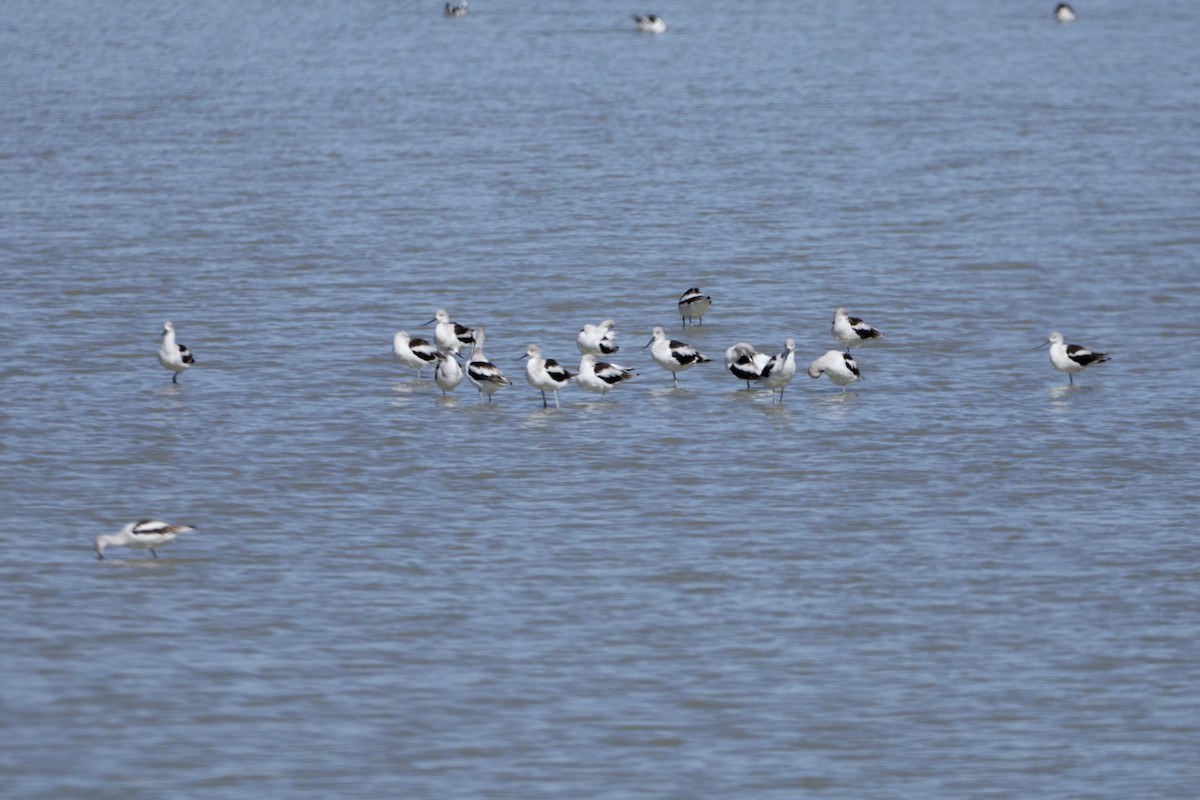 Avoceta Americana - ML643582337