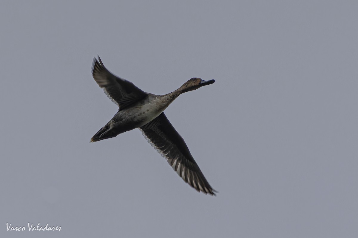 Northern Pintail - ML643582338