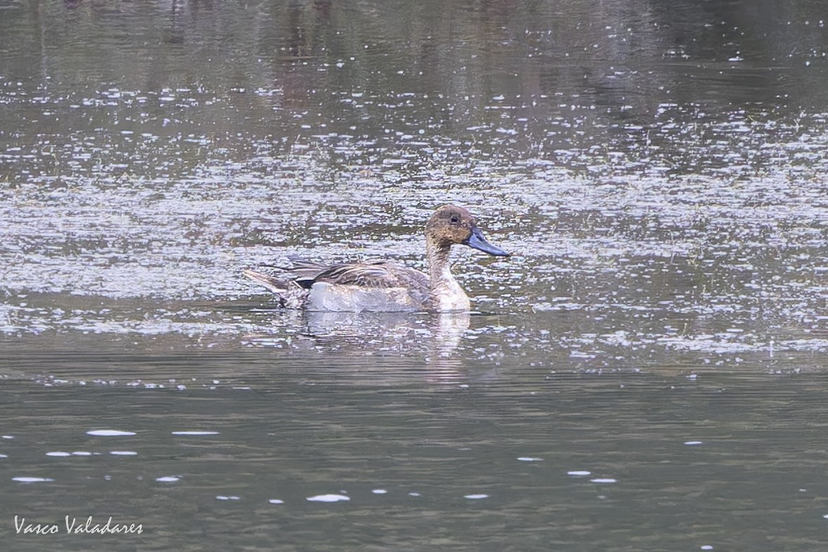 Northern Pintail - ML643582339