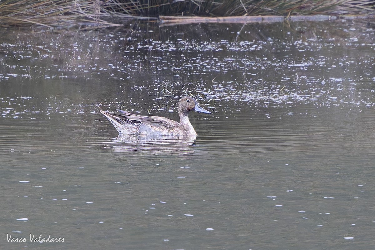 Northern Pintail - ML643582340