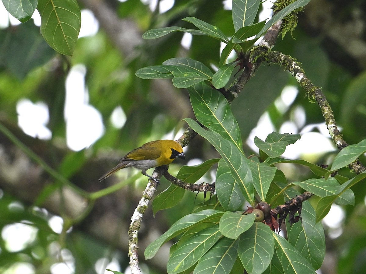 シロハラキミドリイカル - ML643582364