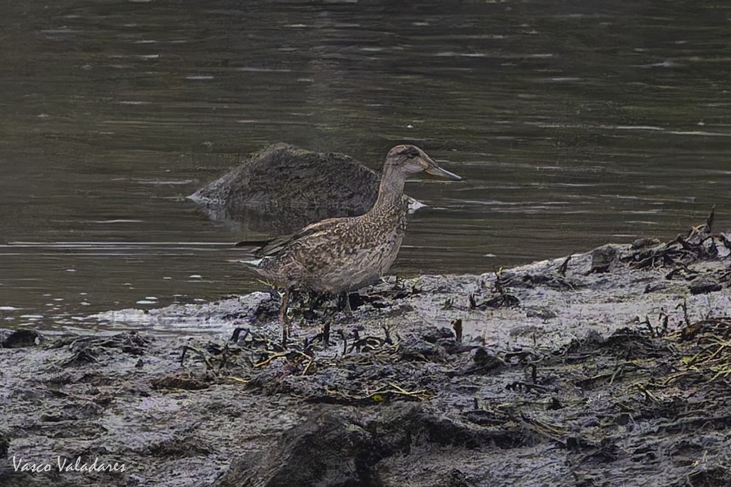 Green-winged Teal - ML643582366
