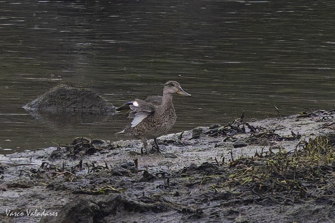 Green-winged Teal - ML643582367