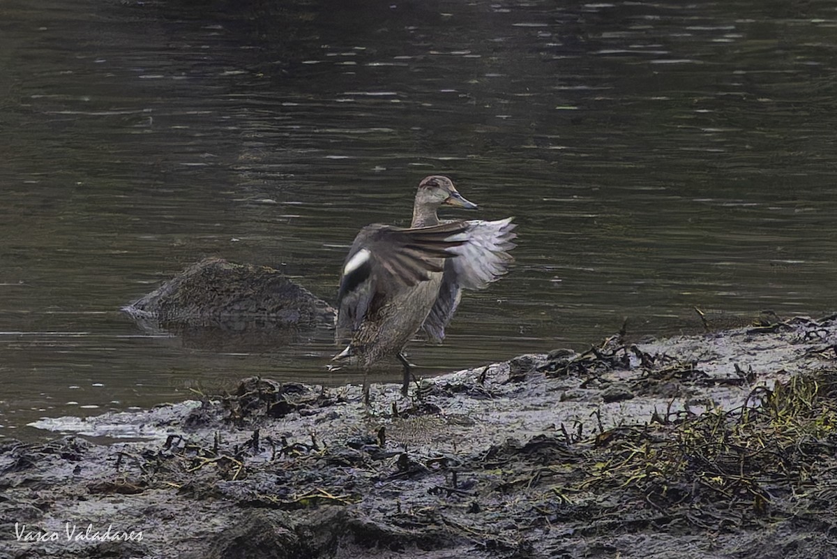 Green-winged Teal - ML643582368