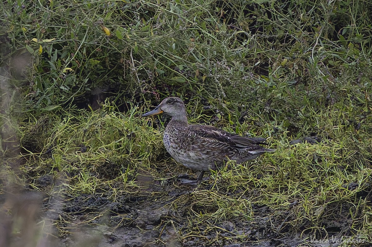 Green-winged Teal - ML643582369
