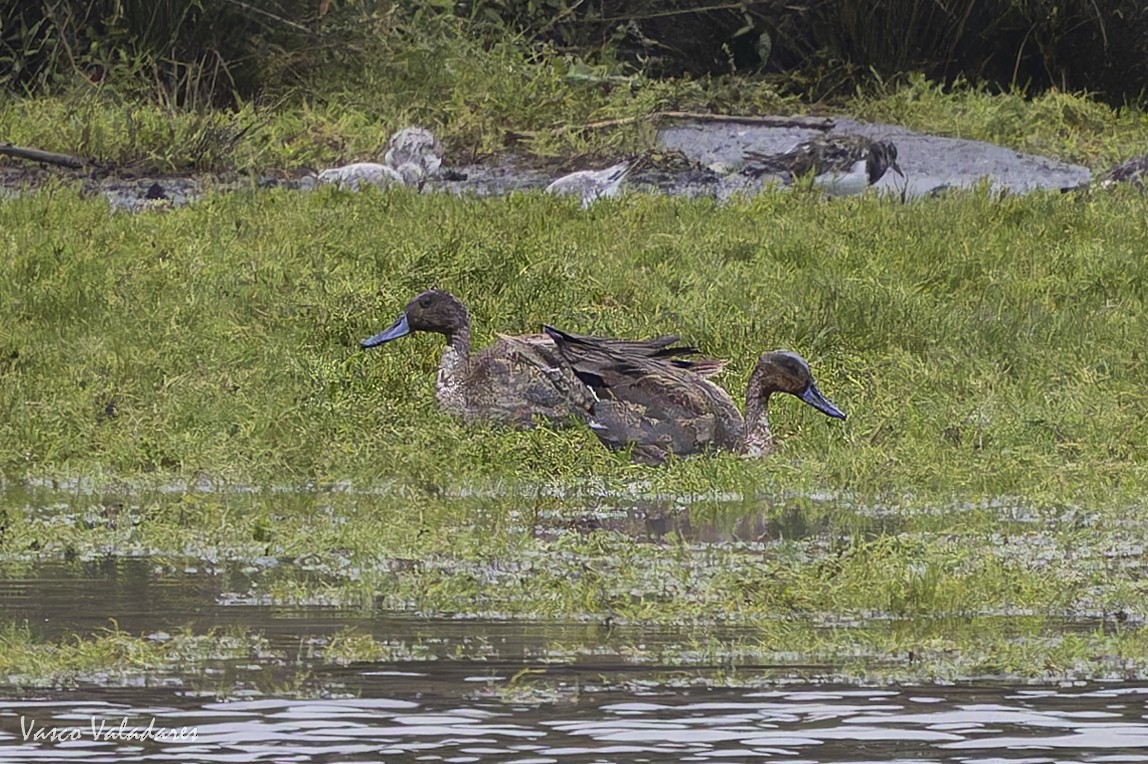Northern Pintail - ML643582376