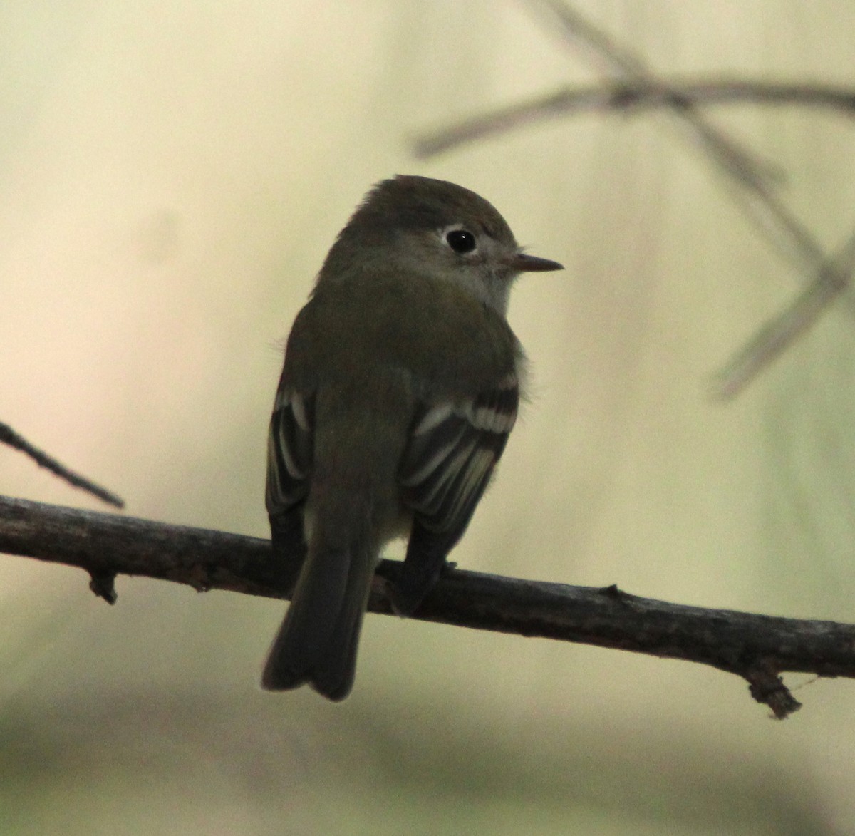 Empidonax sp. - ML643582379