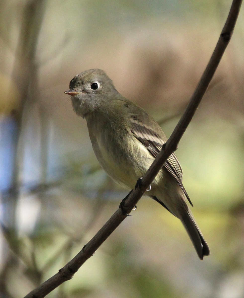 Empidonax sp. - ML643582380