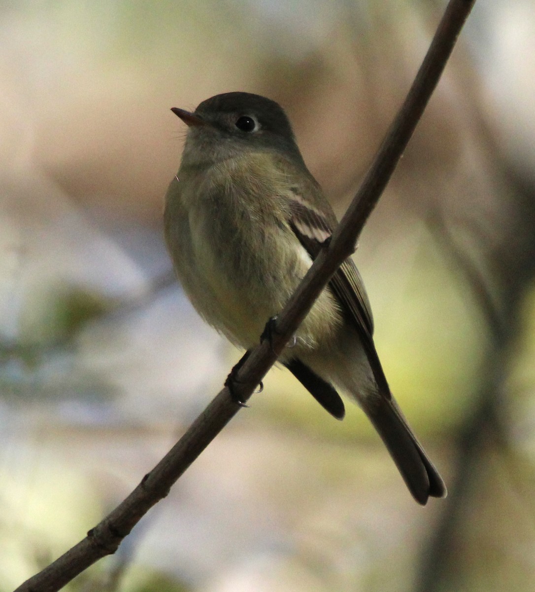 Empidonax sp. - ML643582381