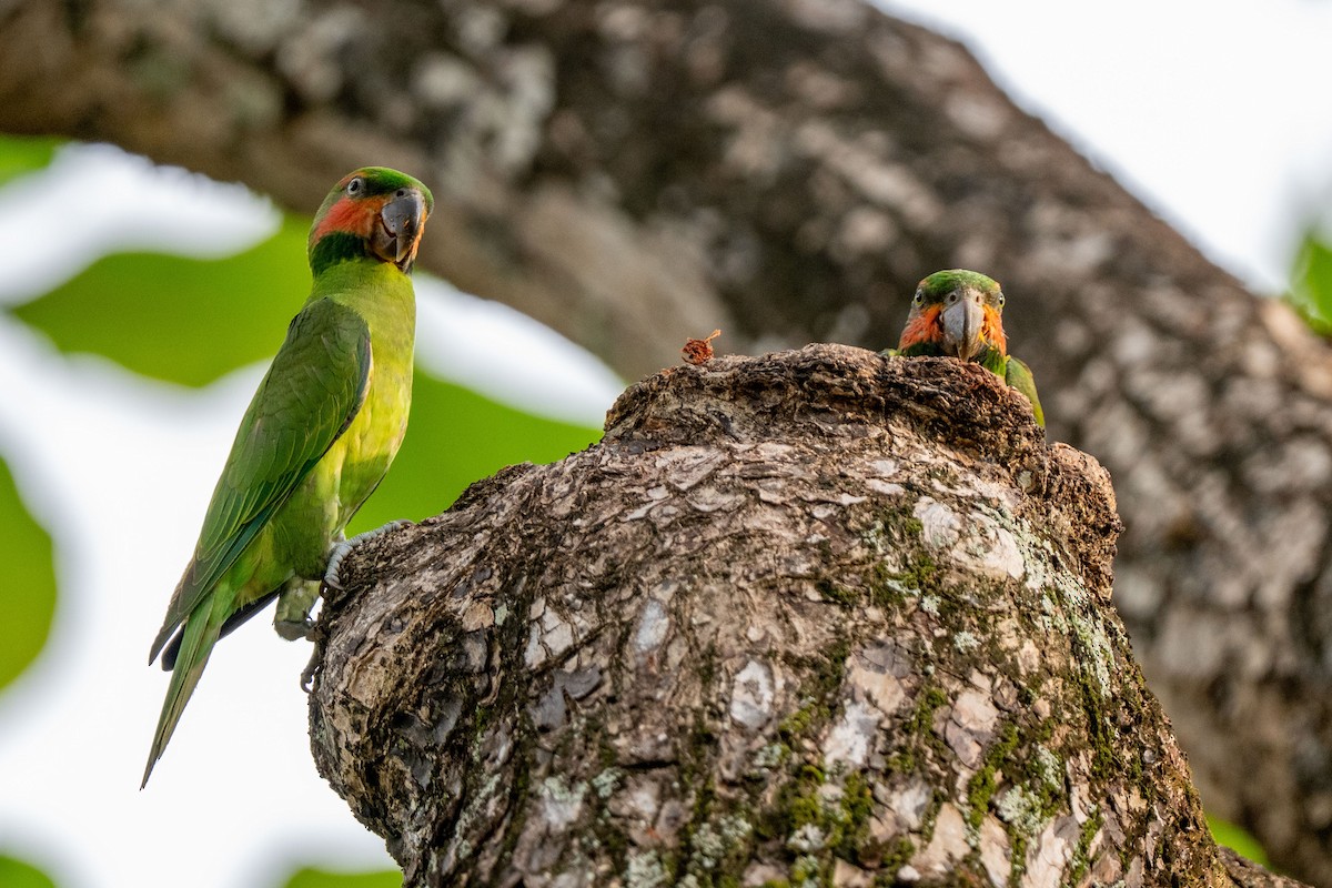 Long-tailed Parakeet - ML643582410