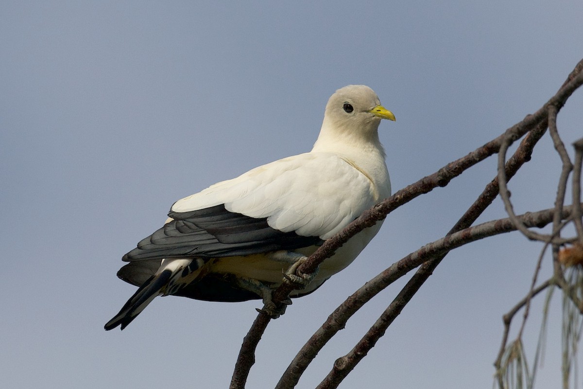 Torresian Imperial-Pigeon - ML643582423