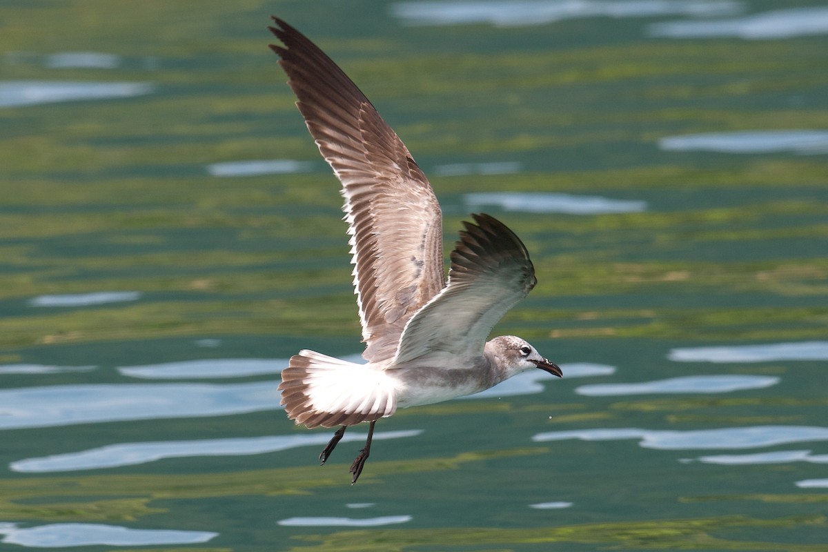 Laughing Gull - ML643582438