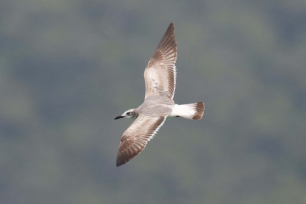Mouette atricille - ML643582439