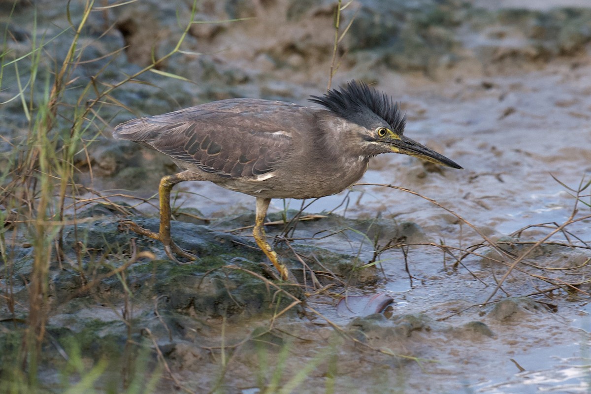 Striated Heron - ML643582440