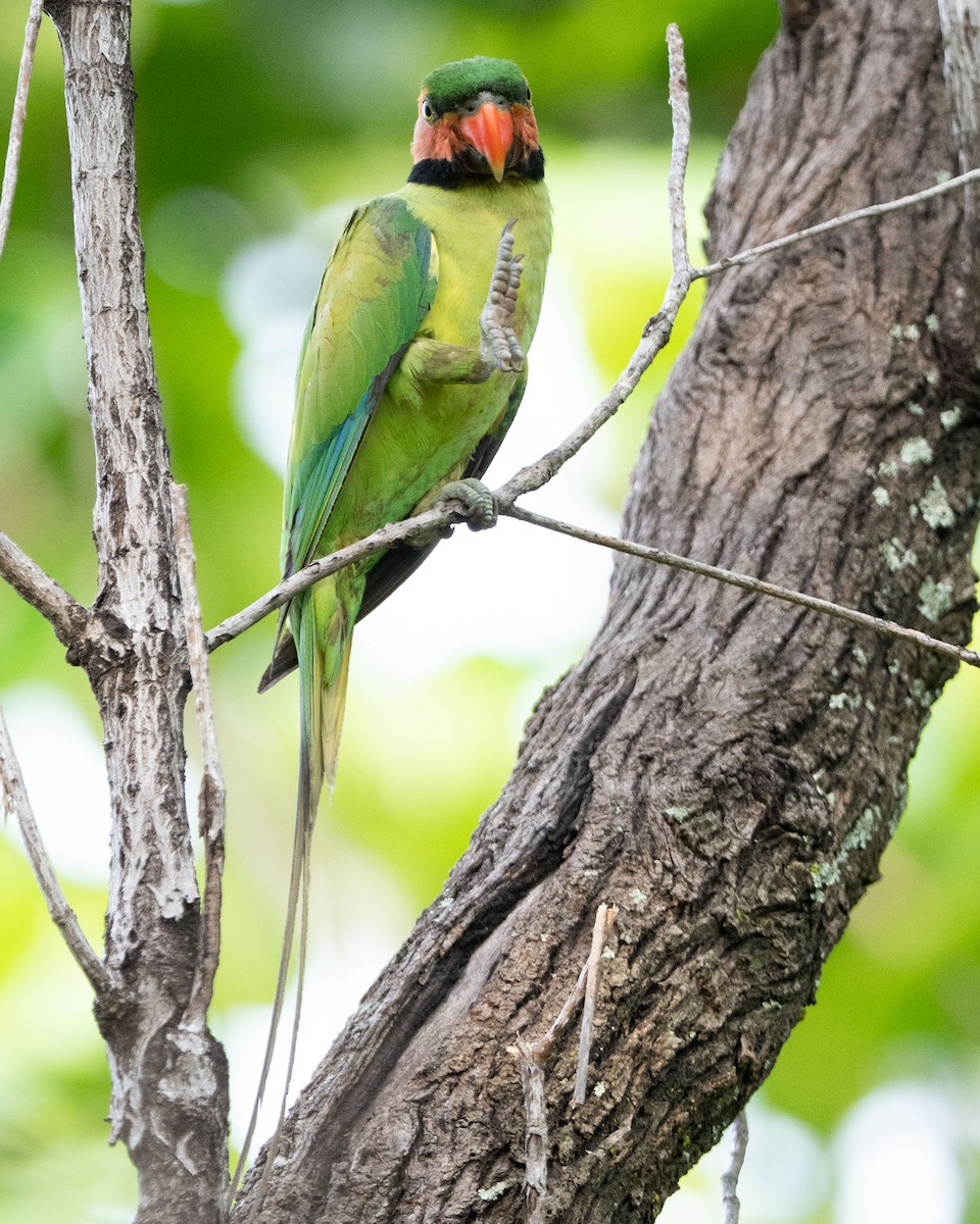 Long-tailed Parakeet - ML643582441